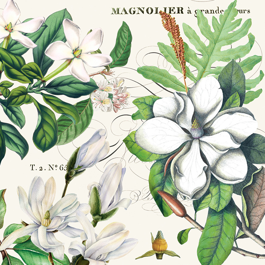 Magnolia Petals